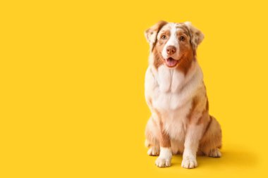 Sarı arka planda şirin Avustralya çoban köpeği