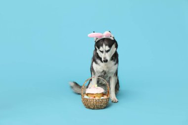 Tavşan kulaklı sevimli Husky köpeği ve mavi arka planda Paskalya sepeti.