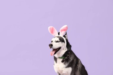 Leylak arka planında tavşan kulaklı sevimli Husky köpeği. Paskalya kutlaması