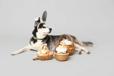 Tavşan kulaklı sevimli Husky köpeği ve gri arka planda Paskalya sepetleri.