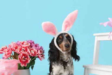 Tavşan kulaklı şirin cocker spaniel ve mavi arka planda güzel laleler. Paskalya kutlaması