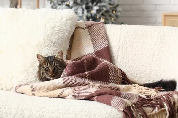 Cute cat with in blanket sitting on sofa at home