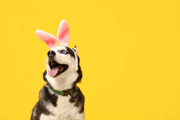 可爱的哈士奇狗 长着黄底兔耳朵 复活节庆祝活动 — 图库照片