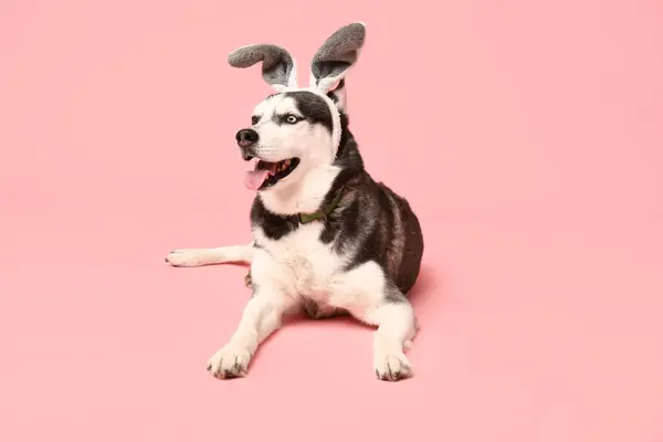 可爱的哈士奇狗 长着粉红背景的小兔子耳朵 复活节庆祝活动 — 图库照片