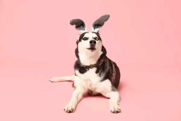 可爱的哈士奇狗 长着粉红背景的小兔子耳朵 复活节庆祝活动 — 图库照片