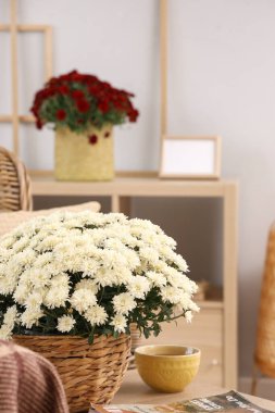 Oturma odasındaki masada bir fincan çay ve dergi ile güzel kasımpatı çiçekleri.