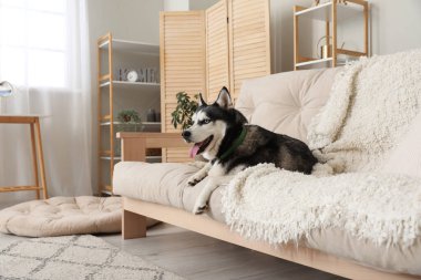 Evdeki kanepede sevimli Husky köpeği.