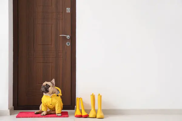 Cute French Bulldog Raincoat Door Hall — Stock Photo, Image
