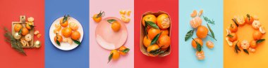 Renk arkaplanında birçok mandalinaya sahip kolaj, üst görünüm
