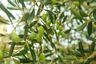 Yeşil zeytinli ve yapraklı ağaç dalları, yakın plan.