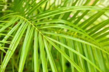Açık havada yeşil palmiye yaprağı, yakın plan.