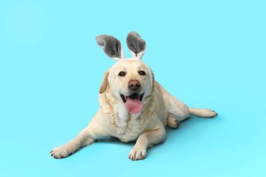 Mavi arka planda Paskalya tavşanı kulaklı komik Labrador köpeği