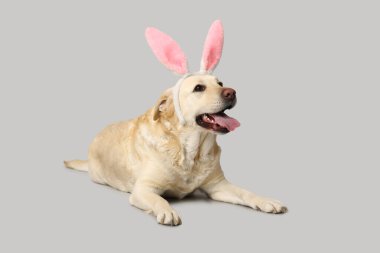 Paskalya tavşanı kulaklı komik Labrador köpeği