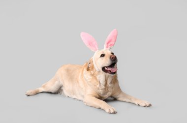 Paskalya tavşanı kulaklı komik Labrador köpeği