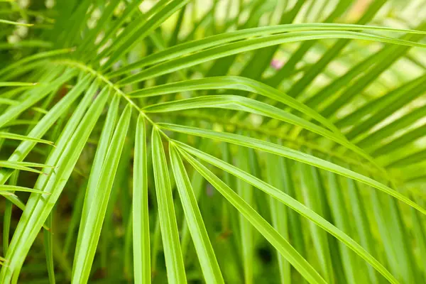 Açık havada yeşil palmiye yaprağı, yakın plan.