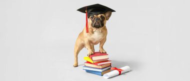 Mezuniyet şapkası, diploması ve açık arkaplan üzerine kitapları olan sevimli bir köpek. 