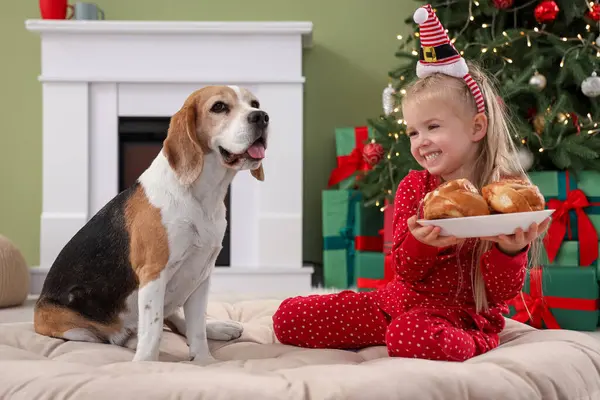 Nettes Kleines Mädchen Mit Brötchen Und Beagle Hund Hause Heiligabend — Stockfoto