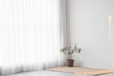 İçinde bitki ve ışık perdesi olan bir oda.