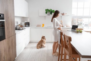 Mutfakta cocker spaniel ve laptop taşıyan hamile bir kadın var.