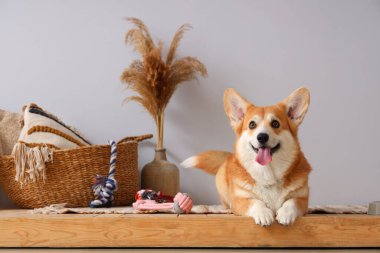 Evde duran farklı aksesuarları olan sevimli Corgi köpeği.