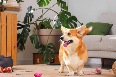 Evde farklı hayvan aksesuarları olan sevimli Corgi köpeği.