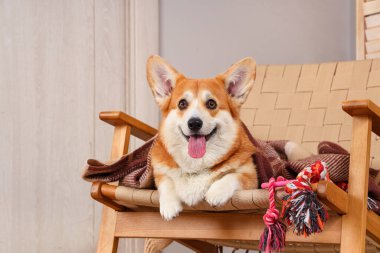 Evcil oyuncaklarıyla evdeki koltukta uzanan sevimli Corgi köpeği.