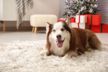 Noel arifesinde sevimli Husky köpeği evde.