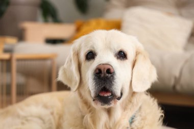 Şirin Labrador köpek vasıl ev, portre