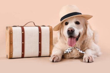 Şapkalı şirin Labrador köpeği bej arka planda yatıyor.