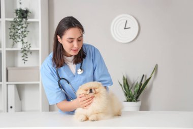 Kadın veteriner klinikte şirin Pomeranian köpeğini muayene ediyor.