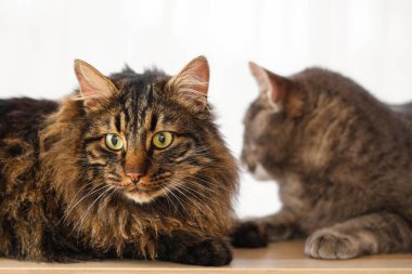 Evdeki rafta yatan sevimli kediler, yakın plan.