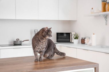 Mutfaktaki masada sevimli bir kedi.