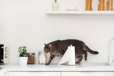 Mutfakta sevimli bir kedi var.