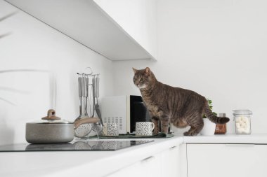 Mutfakta sevimli bir kedi var.