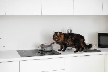 Tüylü kedi mutfaktaki tencerenin yanında.
