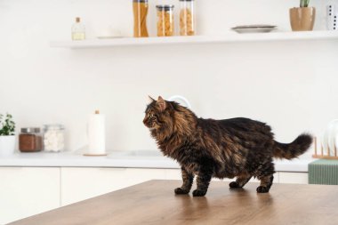 Mutfaktaki komik kedi.