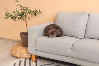 Evdeki gri kanepede yatan sevimli kedi.