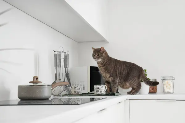 Cute cat on counter in kitchen