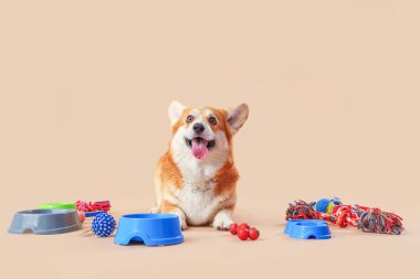 Farklı evcil hayvan aksesuarları ve yiyecek kaseleriyle kahverengi arka planda duran sevimli Corgi köpeği.