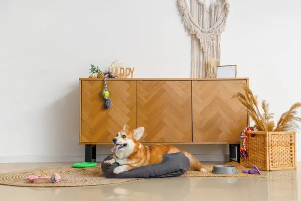 Cute Corgi dog with different toys and bowl for food lying in pet bed at home