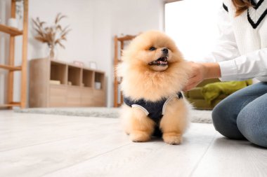 Ev sahibiyle kısırlaştırma sonrası giysi giymiş şirin Pomeranya köpeği.