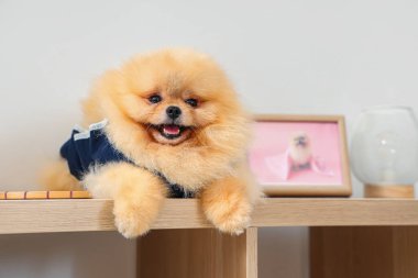 Evde rafta duran sterilizasyondan sonra kurtarma giysisi içindeki şirin Pomeranya köpeği.