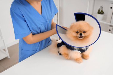 Kadın veteriner klinikte kısırlaştırmadan sonra Pomeranya köpeğine koni koyuyor.