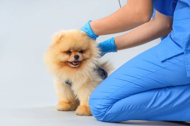 Hafif arka planda kısırlaştırmadan sonra toparlanma giysisi içinde Pomeranian köpeğiyle veteriner, yakın plan.