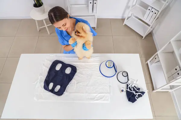 Female Veterinarian Putting Recovery Suit Pomeranian Dog Sterilization Table Clinic — Stock Photo, Image