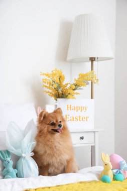 Yatak odasında Paskalya tavşanları ve yumurtaları olan şirin Pomeranya köpeği.