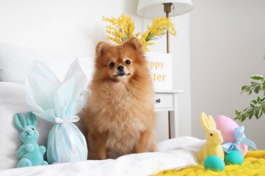 Yatak odasında Paskalya tavşanları ve yumurtaları olan şirin Pomeranya köpeği.