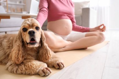 Cocker spaniel, evde genç ve sportif hamile bir kadınla, yakın plan.