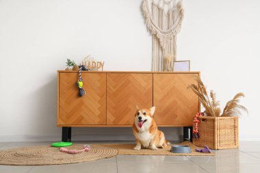 Farklı evcil hayvan aksesuarlarıyla sevimli Corgi köpeği ve evde yemek için duran bir kase.