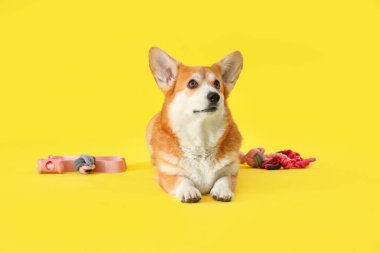 Farklı evcil hayvan aksesuarlarıyla şirin Corgi köpeği ve sarı arka planda yemek için kase.